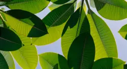 علماء ينجحون في محاكاة التمثيل الضوئي الاصطناعي لتوليد طاقة مستدامة