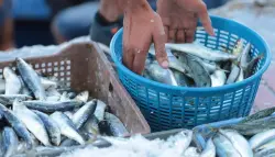 لهيب الأسعار يطال "سمك الفقراء" قبيل رمضان.. السردين يقفز لـ30 درهماً بالأسواق وهذا وهو السبب