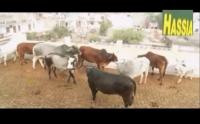 بول البقر دواء للسكري في الهند