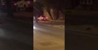 بالفيديو.. نمر يتجول في الشارع يثير ذعر السعوديين