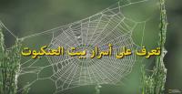 تعرف على أسرار بيت العنكبوت