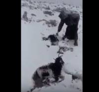 فيديو صادم يشعل الفيسبوك لنفوق قطيع للأغنام وسط الثلوج بالجبال وحسرة صاحبها