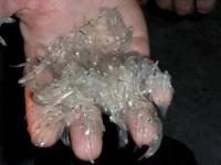 في غياب المراقبة.. الثروة السمكية في خطر بعد استفحال ظاهرة بيع "أسماك محظورة" بأسواق الشمال