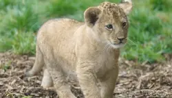 مطعم صيني يثير الجدل: جلسات مداعبة أشبال الأسود ضمن قائمة الطعام الفاخرة