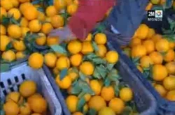 الفواكه الموسمية بالمغرب