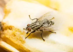 المغرب يطلق أول مصنع لإنتاج الذباب