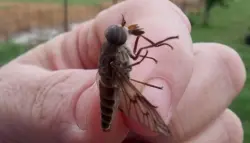 لدغة ذبابة تنهي حياة شاب بريطاني بسبب تعفن الدم