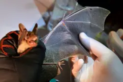 فيروس قاتل يفتك برجل بعد أن عضّه خفاش والسلطات تطلق تحذيراً عاجلاً