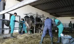 ملف تسوية وضعية 28 طبيبا بيطريا أستاذا باحثا عالق رغم استكمال مساطره القانونية