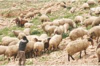 دقيق "فاسد" يتسبب في وفاة قطيع من الغنم ضواحي بوزنيقة