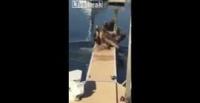 بالفيديو.. كلب يقهر 8 أسود بحر ويجبرهم على الفرار