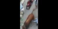 بالفيديو.. عجل هائج يقفز من سيارة ويطيح بطفل في طريقه