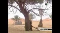 منافع شجرة الاثل بمرزوكة