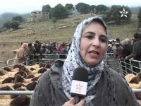 أزرو. معرض ووشم الاغنام 