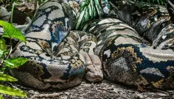 استفاقت على كابوس حيّ: ثعبان ضخم يلتفّ على صدر امرأة أسترالية أثناء نومها!