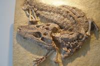 الحكومة الأمريكية تُعيد مستحاثة تمساح إلى المغرب