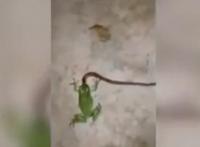 بالفيديو: ضفدع صغير يقلب الطاولة و يحاول التهام أفعى بايثون