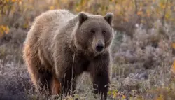 سحبها إلى الغابة وتركها تنزف.. دب يهاجم ممرضة أمام منزلها في ألاسكا