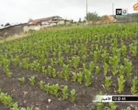 زراعة نبتة التبغ بوزان