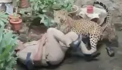 فيديو مرعب.. فهد يهاجم شرطيين أثناء عملية إنقاذ