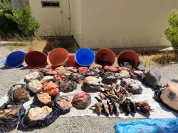 لحظات قبل الكارثة.. درك وزان يحجز كمية مهمة من اللحوم الفاسدة قبل ترويجها بالأسواق الأسبوعية