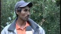 موسم جني التفاح بتونفيت ميدلت