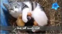 قطة تحضن كتاكيت وتعاملهم كانها امهم سبحان الله العظيم
