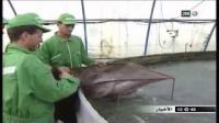 أكبر ضيعة متخصصة في تربية الأسماك بالمغرب