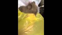 حضيو راسكم...راجل لقا السحر فطوموبيلتو