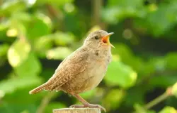 التلوث الضوئي يغيّر سلوك الطيور ويجعلها تغرّد ساعة إضافية يومياً