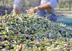 بعد محصول استثنائي، هل دخل منتجو الزيتون في "أزمة أسعار"؟