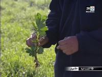 التقلبات الجوية وسلبياتها على الفلاحة