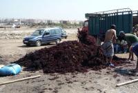 جني الطحالب بالجديدة.. مورد رزق لآلاف الأسر وانتعاشة للاقتصاد المحلي