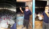 صرخة مربي دواجن: السلعة موجودة ولكن لمن نبيعها ؟
