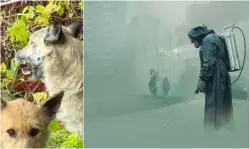 رصد كلاب بشكل ولون مرعبين في "تشيرنوبيل" بعد عقود من الكارثة النووية (صور)