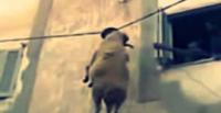 بالفيديو...محاولة هروب فاشلة لخروف