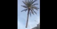 نخلة معلقة في الهواء تثير الحيرة على مواقع التواصل (فيديو)