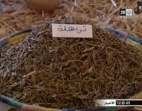 أصناف النباتات الطبية والعطرية بالمغرب