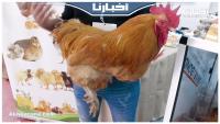 تعرف على أكبر فروج بالمغرب ثمنه 3500 درهم