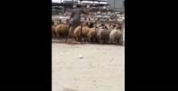بالفيديو.. تاجر مواشي يرش الخرفان بالطلاء ليغش الزبائن
