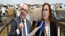 التامني تفجر جدلاً واسعاً حول دعم استيراد الأغنام وتكشف فجوة في الأرقام الرسمية