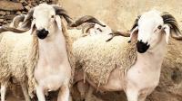 بعد المعارضة .. الأغلبية تطالب بتشكيل لجنة استطلاعية حول الدعم الحكومي لاستيراد الأغنام والأبقار