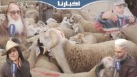 كسابة قبيل عيد الأضحى: الحولي غالي هاد العام ولكن الثمن غادي يهبط
