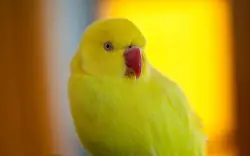 ببغاء يتسبب في الإطاحة بعصابة مخدرات ضخمة في بريطانيا