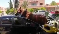 حادث اصطدام بين حصان عربة "الكوتش" وسيارة صغيرة