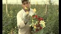 زراعة و إنتاج الورود بالمغرب