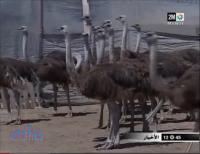 انتاج لحوم النعام بالداخلة