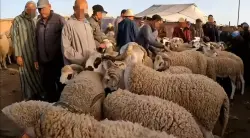 "حملة مغرضة وبريئون من الغلاء ".. نقابة الفلاحين تندد باستهداف "الكسابة" وتتهم "الشناقة الكبار" بالتحكم في أسعار الأضاحي