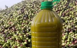 هل يُنهي فتح باب الاستيراد أزمة أسعار زيت الزيتون في المغرب؟.. خبير يوضح