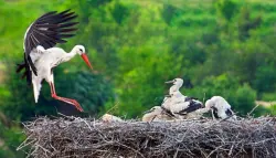 إنفلونزا الطيور تغلق حديقة حيوان دلهي بعد نفوق لقلقين بالسلالة القاتلة